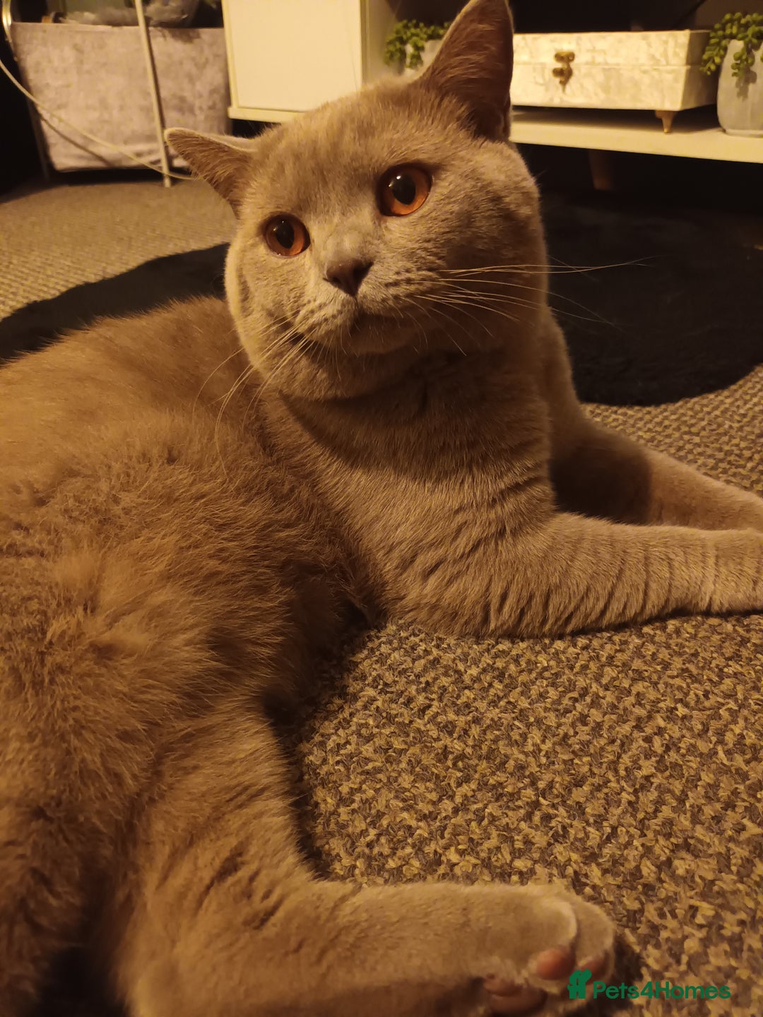 British Shorthair cats for sale: GCCF& TICA  Active Registered Chubby lilac boy - Advert 7
