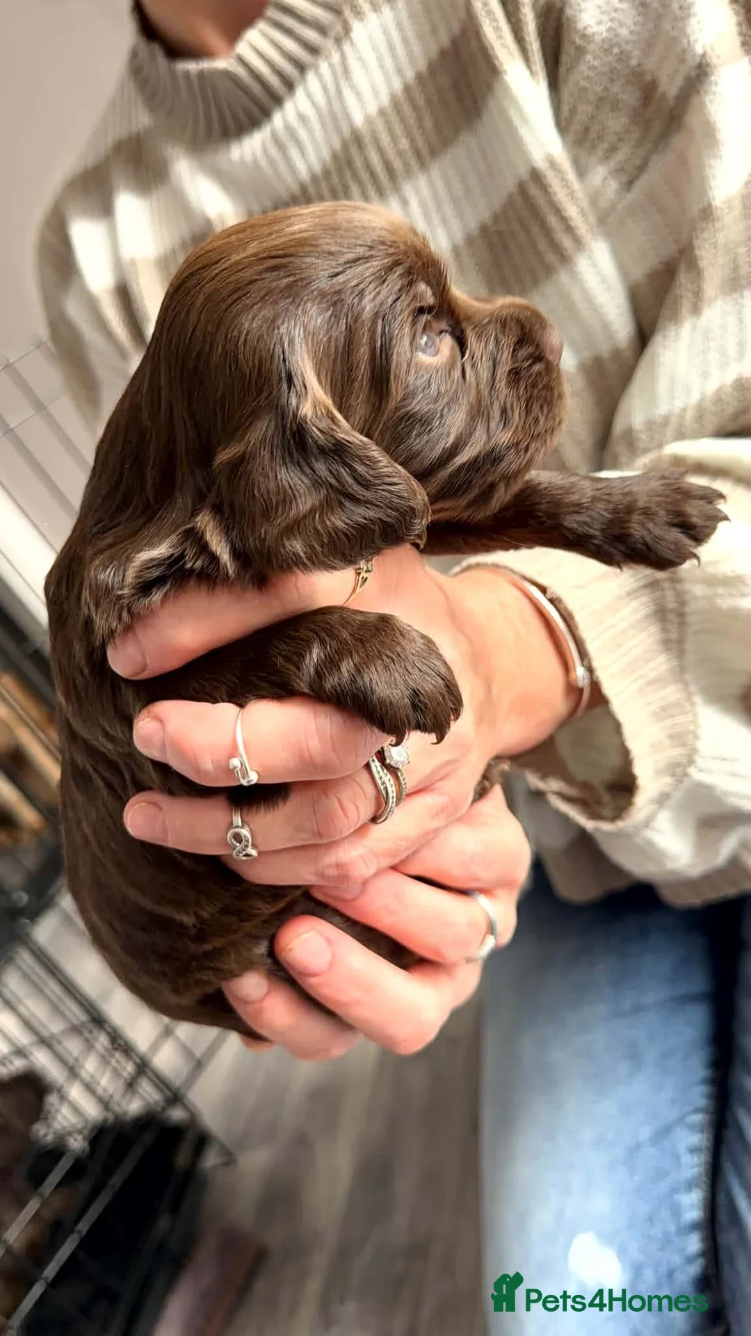 Cocker Spaniel dogs for sale: Stunning litter of cocker spaniels - Advert 2