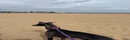 Whippet dogs for sale: Kc registered blue whippet female  - Advert 2