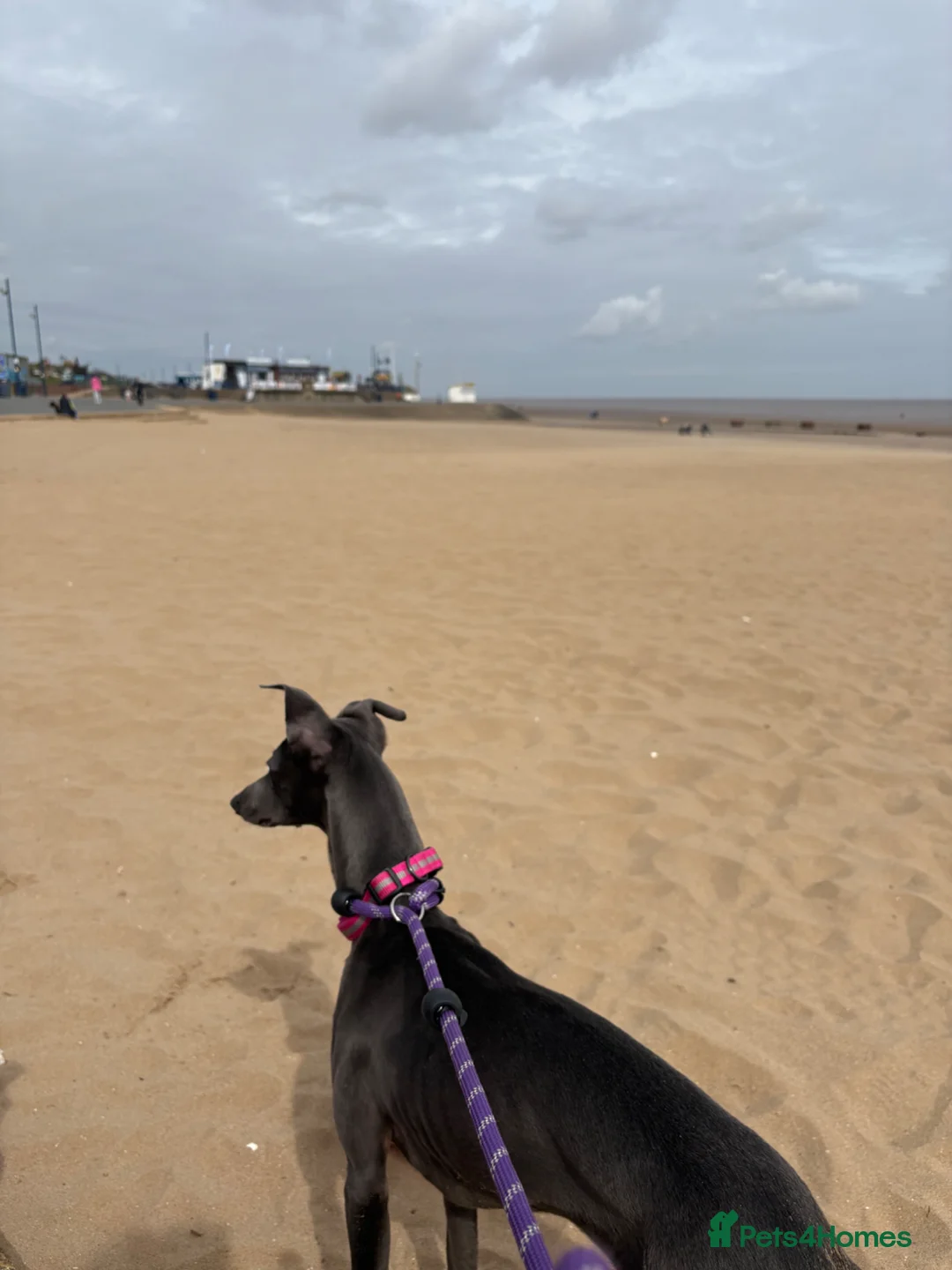 Whippet dogs for sale: Kc registered blue whippet female  - Advert 2