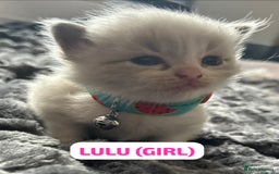 Ragdoll cats for sale: Ragdoll kittens - Image 4