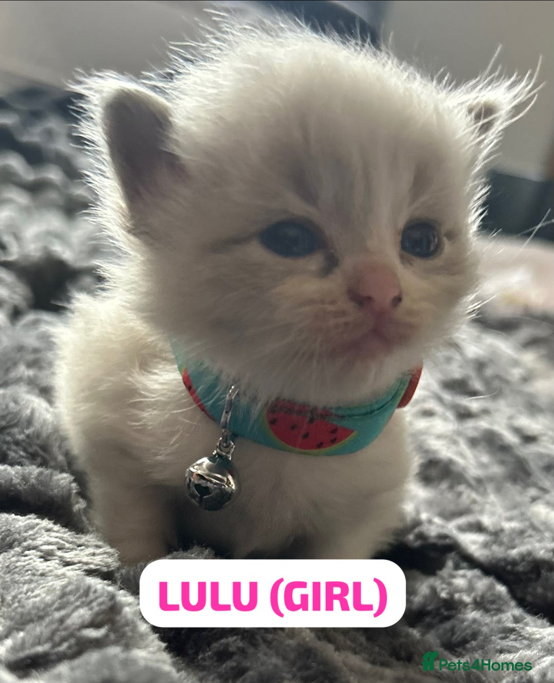 Ragdoll cats for sale: Ragdoll kittens - Image 4