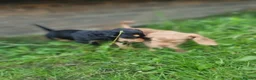 Cocker Spaniel dogs for sale: KC REGISTERED COCKER SPANIELS - Advert 4