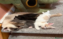 Ragdoll cats for sale: Ragdoll x British shorthair kittens - Advert 9