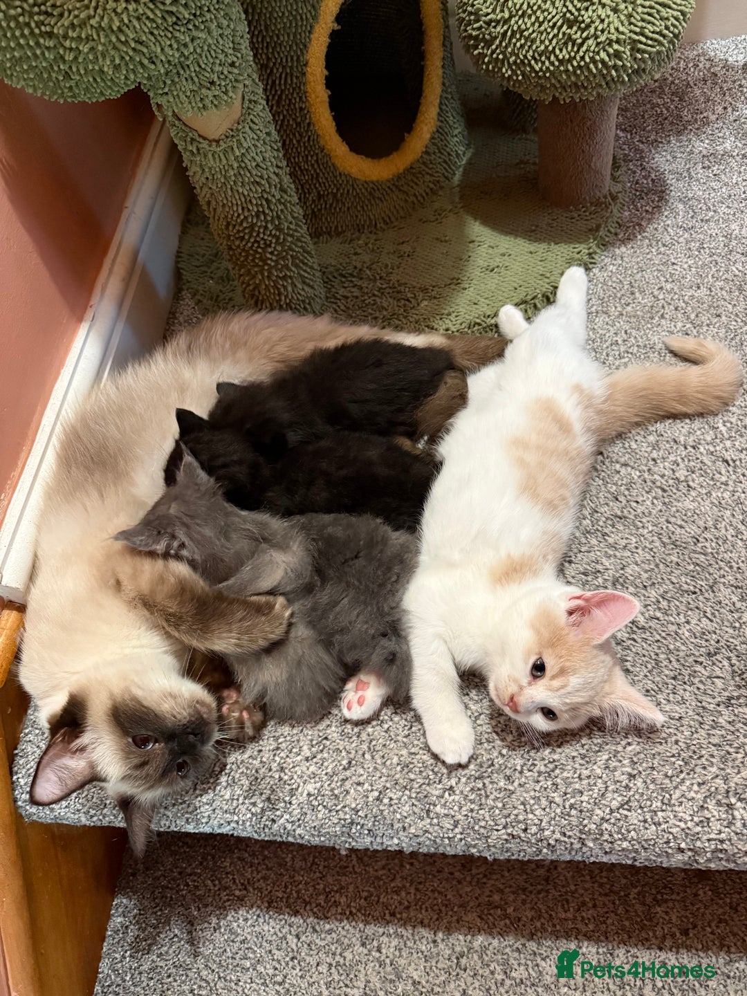 Ragdoll cats for sale: Ragdoll x British shorthair kittens - Advert 9