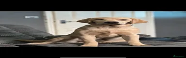 Labrador Retriever 1