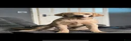 Labrador Retriever dogs for sale: Our beloved family pets  - Advert 8