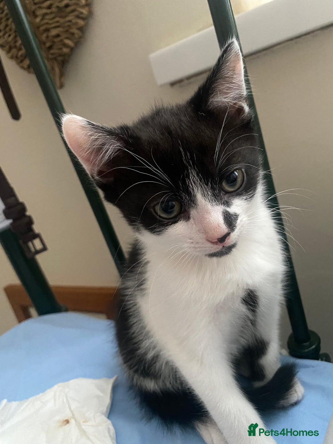 Domestic Shorthair cats for sale: Male/female kittens - Image 3