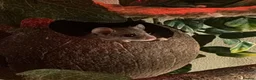 Mixed Breed rodents for sale: African Pygmy Doormice for sale  in Oldham - Advert 3