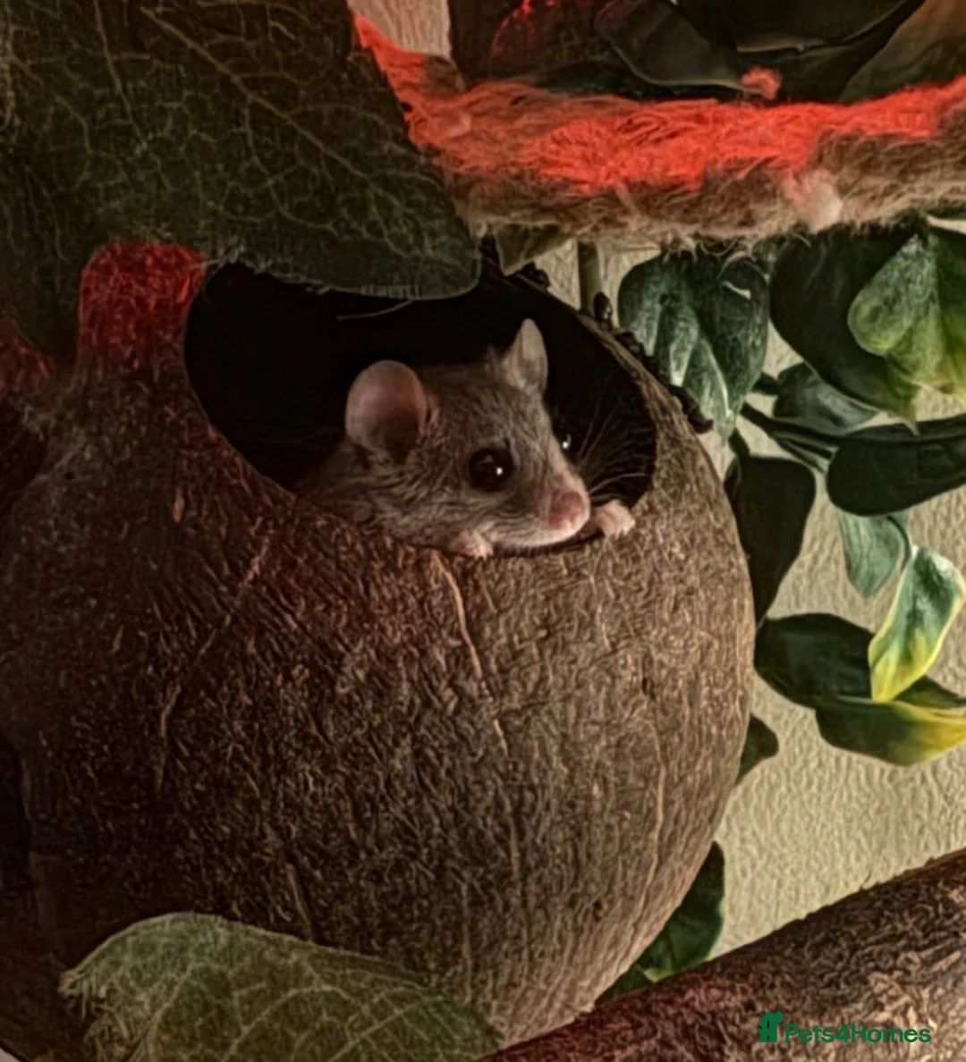 Mixed Breed rodents for sale: African Pygmy Doormice for sale  in Oldham - Advert 3