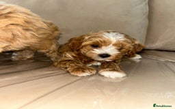 Maltipoo dogs for sale: Stunning Red Maltipoo Boys 🐶  - Image 11