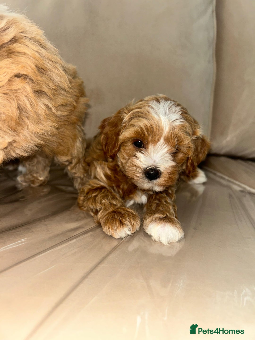 Maltipoo dogs for sale: Stunning Red Maltipoo Boys 🐶  - Image 11