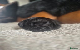 Labrador Retriever dogs for sale: High Quality Black Labrador Puppies - Image 14