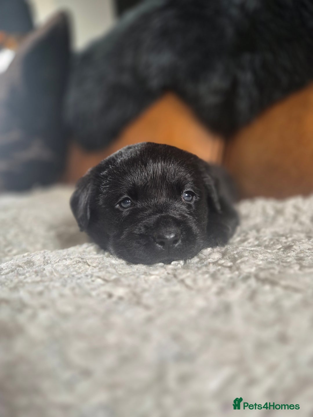Labrador Retriever dogs for sale: High Quality Black Labrador Puppies - Image 14