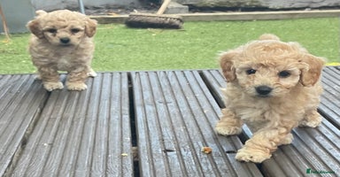 Poochon dogs - Advert 16