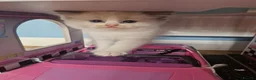 Ragdoll cats for sale: Ragdoll - Advert 20