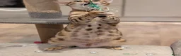 Bengal cats for sale: Beautiful Retired Female Bengal - Advert 20