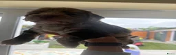 Sproodle dogs for sale: Quality f2b sproodles PRA Clear - Advert 6