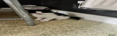 Mixed Breed Kitten 4