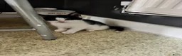 Mixed Breed cats for sale: Four Kittens for Sale - Advert 12