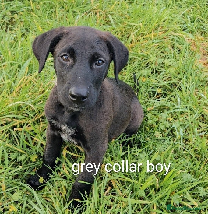 Mixed Breed dogs Ready now dutch shepherd X pointer puppies  - Advert 3