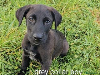 Mixed Breed dogs Ready now dutch shepherd X pointer puppies - Advert 2