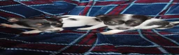 Jack Russell dogs for sale: Jack russell pups for sale - Advert 14