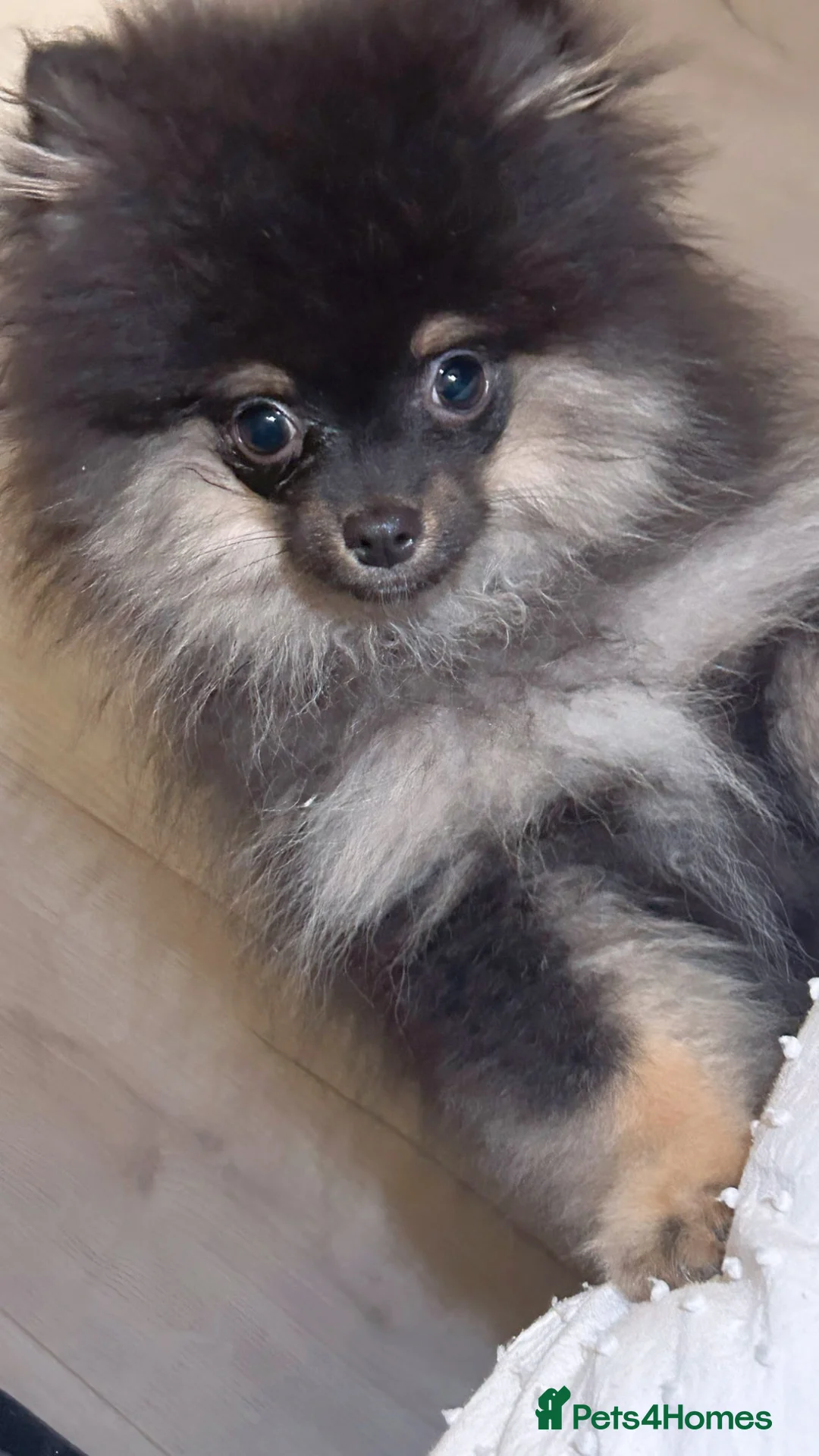 Pomeranian dogs for sale: Stunning Little Pomeranian Boy  - Advert 6