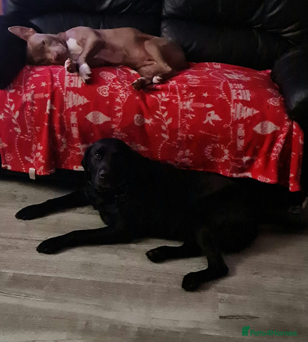 Mixed Breed dogs for sale: Beautiful litter of labrastaffs/staffadors - Image 5