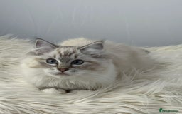 Ragdoll cats for sale: Playful Pedigree Ragdoll Kittens Available - Image 2
