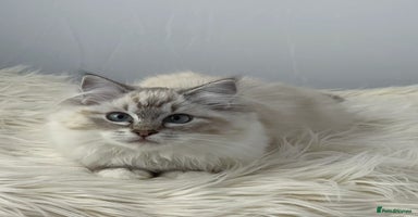 Ragdoll cats - Advert 3