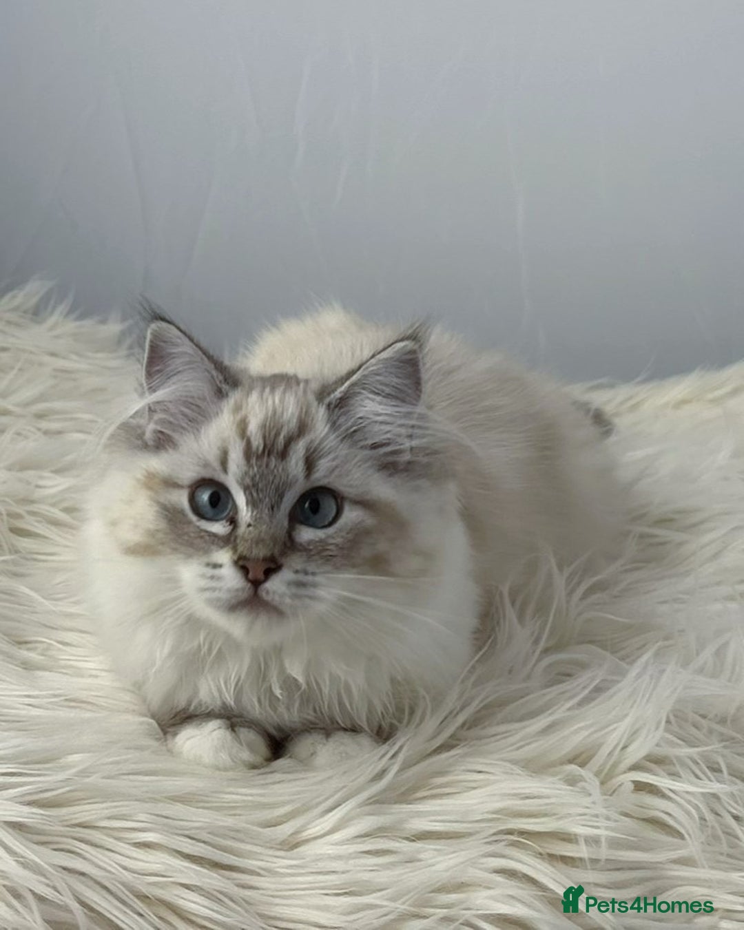 Ragdoll cats for sale: Playful Pedigree Ragdoll Kittens Available - Image 2