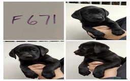 Labrador Retriever dogs for sale: Lovely Chunky Labrador Puppies - Image 8