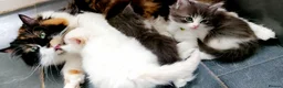 Ragdoll cats for sale: Beautiful cross Ragdoll/Persian 😻😻😻😻 - Advert 28