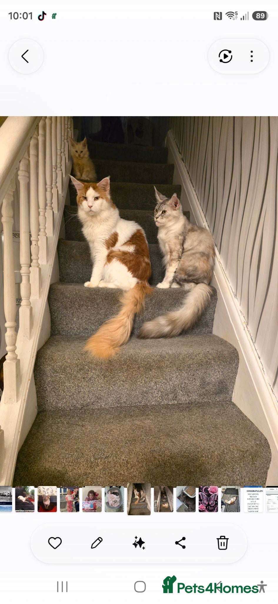 Maine Coon cats DUAL REGISTERED PROVEN  XXL BOY - Advert 8
