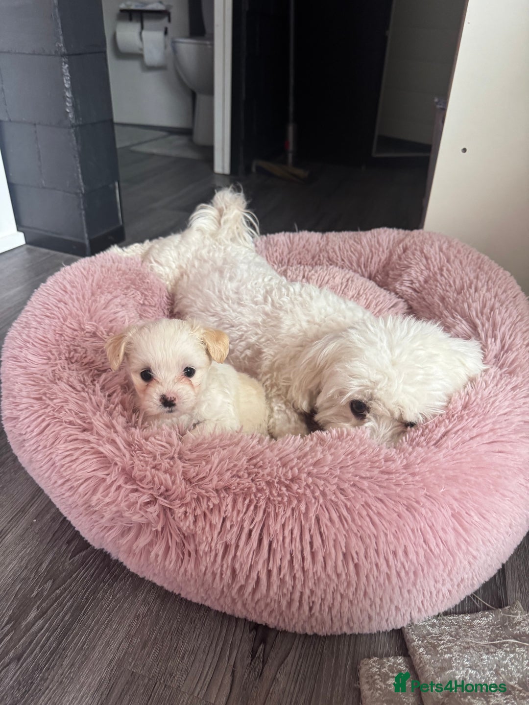 Bichon Frise dogs for sale: 🤍 3 female and 5 male are looking for a family.  - Image 15