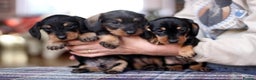 Miniature Dachshund dogs for sale: KC reg Miniature Wirehaired Dachshund pups - Advert 5