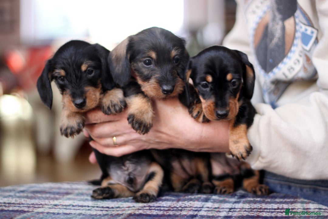 Miniature Dachshund dogs for sale: KC reg Miniature Wirehaired Dachshund pups - Advert 5