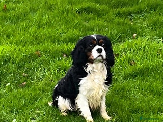 Cavalier King Charles Spaniel dogs KC Registered and DNA tested adult male - Advert 4