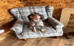 Cockapoo dogs for sale: Beautiful cockerpoo girl  - Image 8