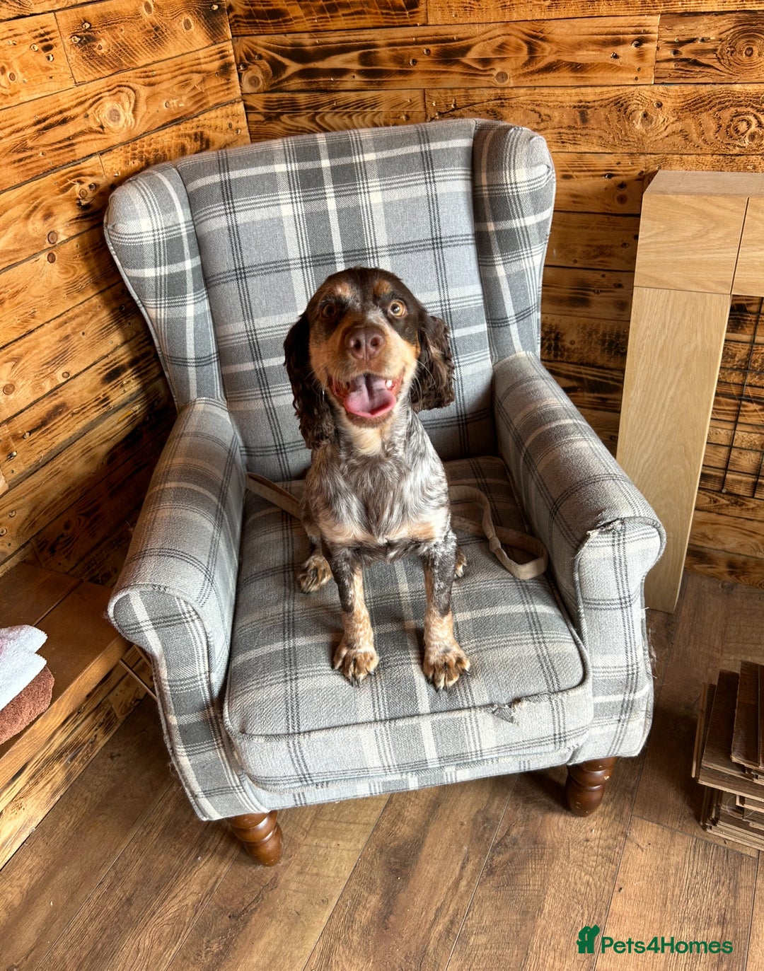 Cockapoo dogs for sale: Beautiful cockerpoo girl  - Image 8