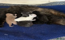 Mixed Breed cats for sale: Beautiful little of kittens  - Image 4