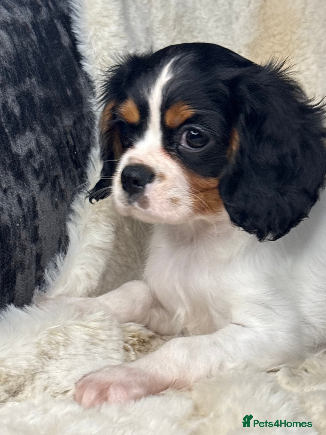Cavalier King Charles Spaniel dogs for sale: Health tested cavalier puppies  - Advert 7