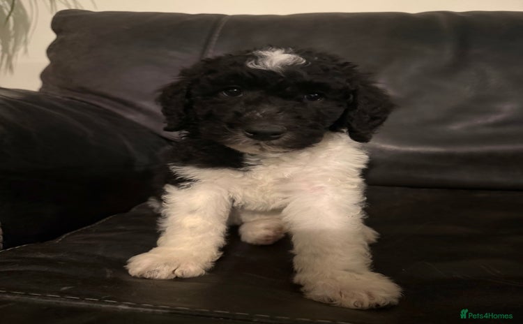 Sheepadoodle dogs - Advert 4