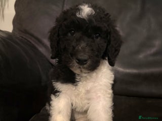 Sheepadoodle dogs - Advert 3