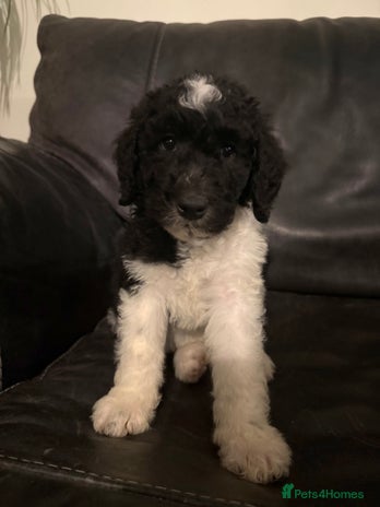 Sheepadoodle dogs - Advert 4