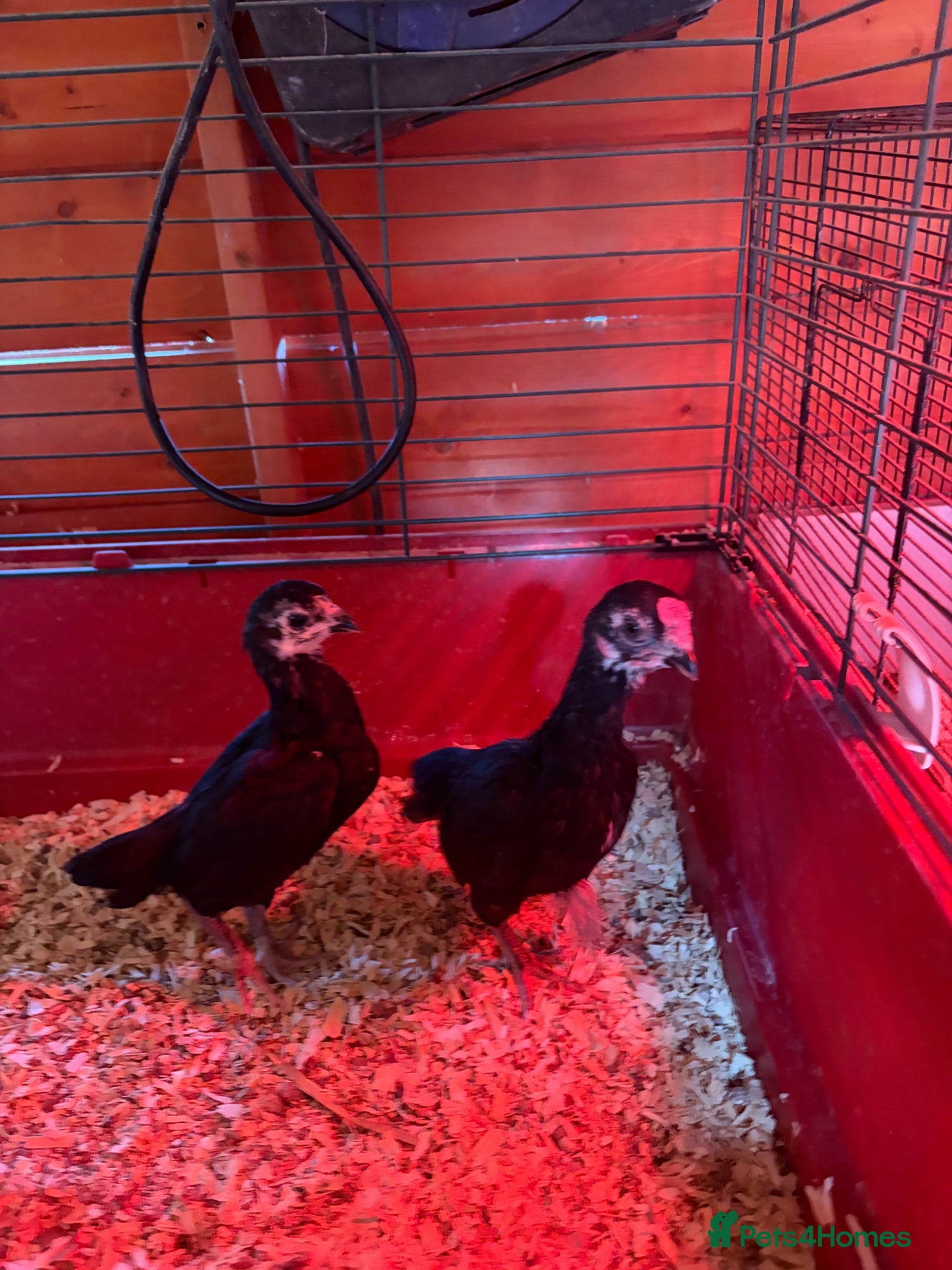 Chickens poultry Ko shamo pair  - Advert 1