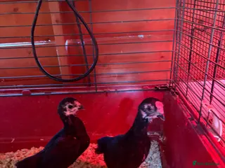 Chickens poultry Ko shamo pair - Advert 1