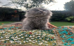 Scottish Fold cats for sale: Scottish folded ear  - Image 2