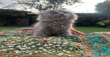 Scottish Fold cats - Advert 9